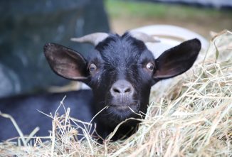 The Therapeutic Benefits of Cuddling Goats